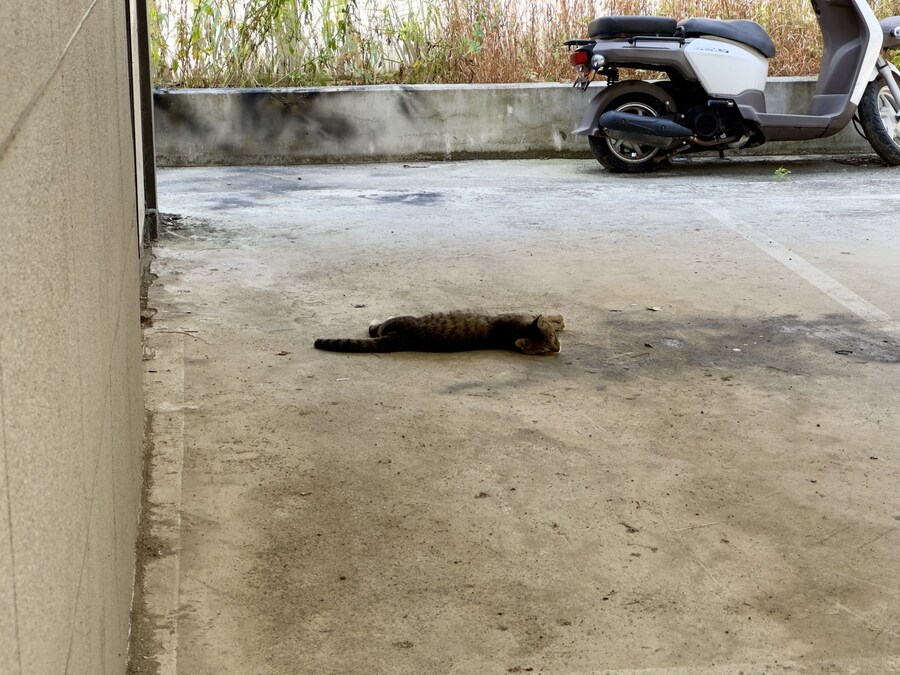 주차장에 고양이 죽은 줄;;_1.jpg