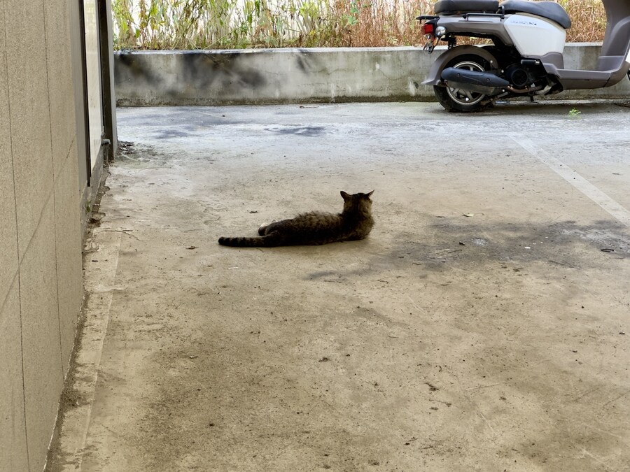 주차장에 고양이 죽은 줄;;_2.jpg