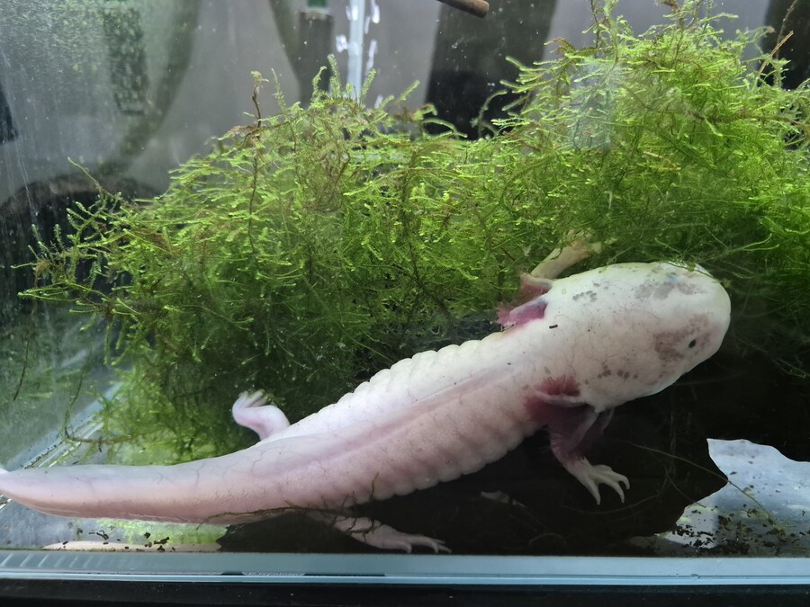 수조)럼프 자리를 강탈한 부시_1.jpg