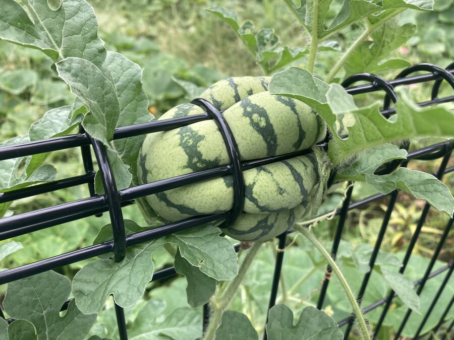 안됐지만 구출은 무리인 듯..._1.jpg