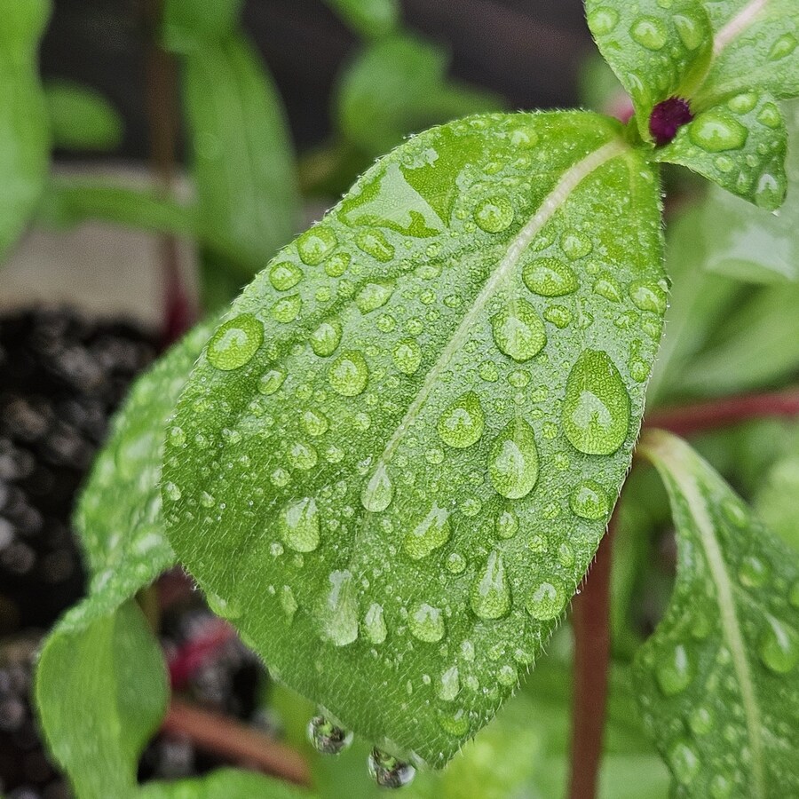 밥 먹고 찍어본 식물들_4.jpg