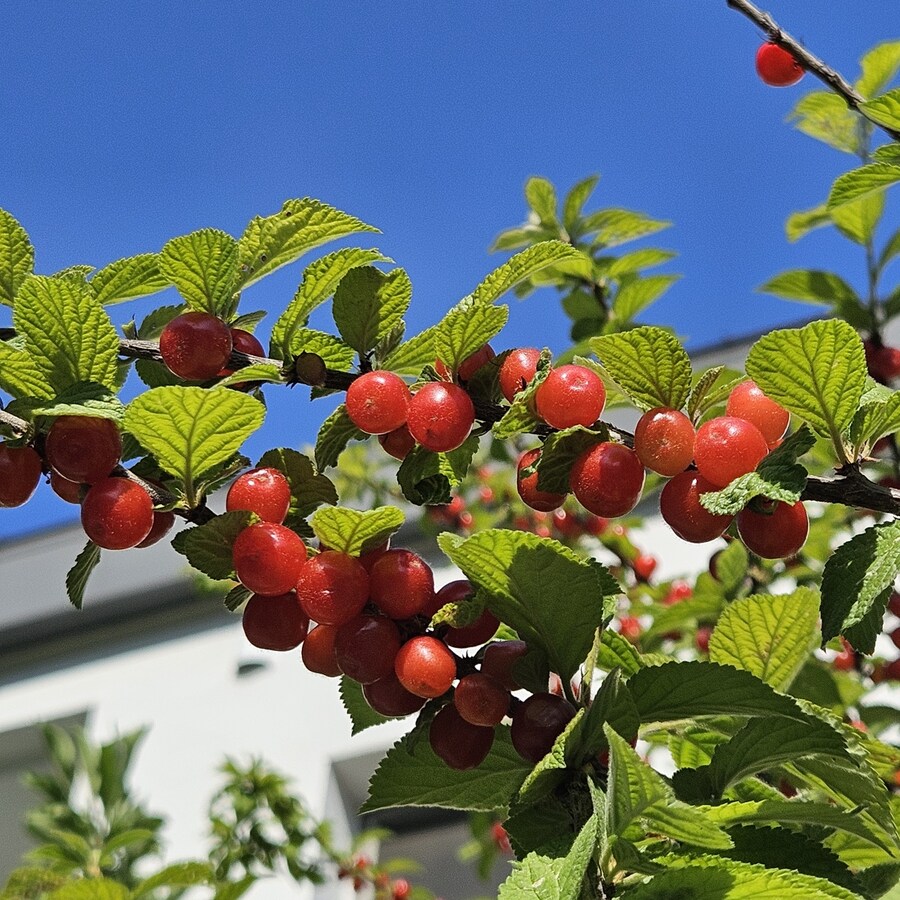 새빠알간 앵두_1.jpg