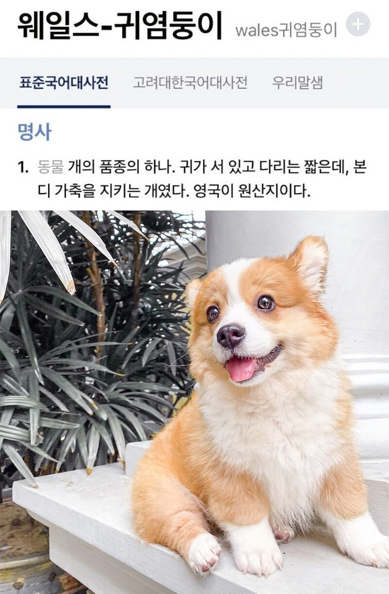 웰시코기 본명을 알아보자_1.jpg