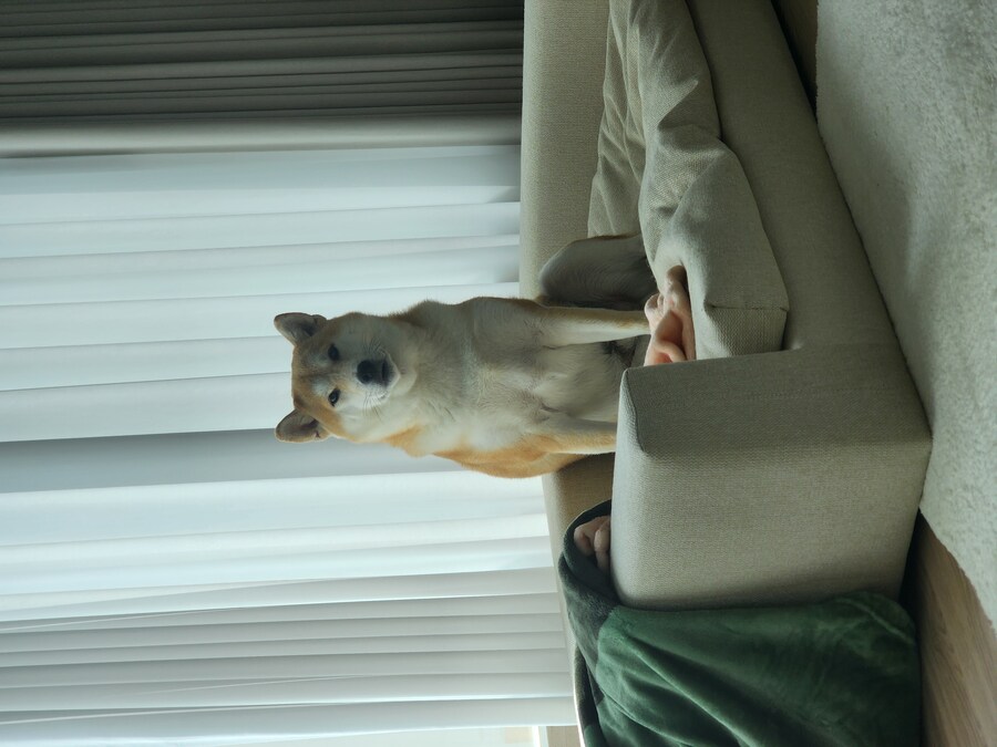 졸귀탱 강아지 자랑_1.jpg