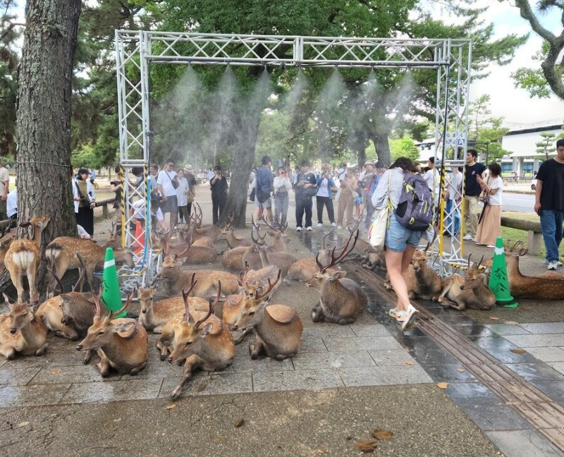 나라 사슴 공원 근황_1.png