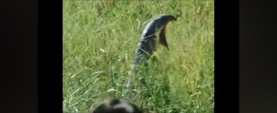 전대물)여성멤버가 괴수를 유인한 방법_6.jpg