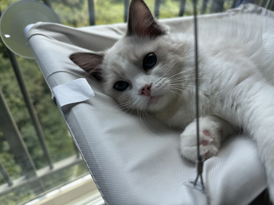 이번주의 고양이 록희_2.jpg