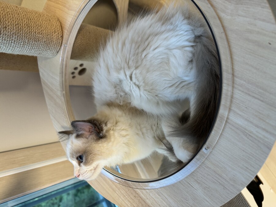 이번주의 고양이 록희_4.jpg