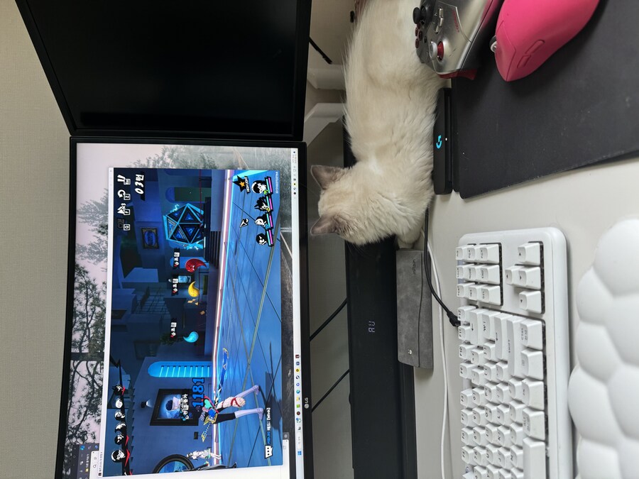 이번주의 고양이 록희_7.jpg