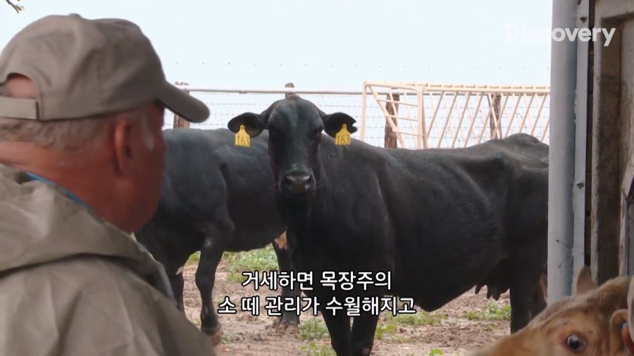 부랄튀김, 텍사스판 뒷고기_4.jpg