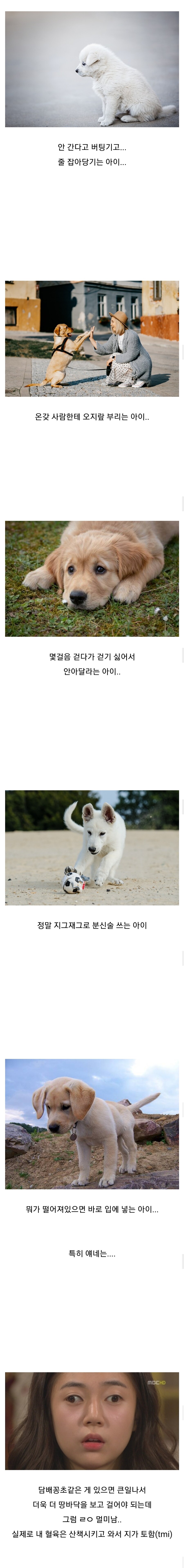 안 키워본 사람은 모르는......강아지 산책이 힘든 이유.....jpg_2.jpg