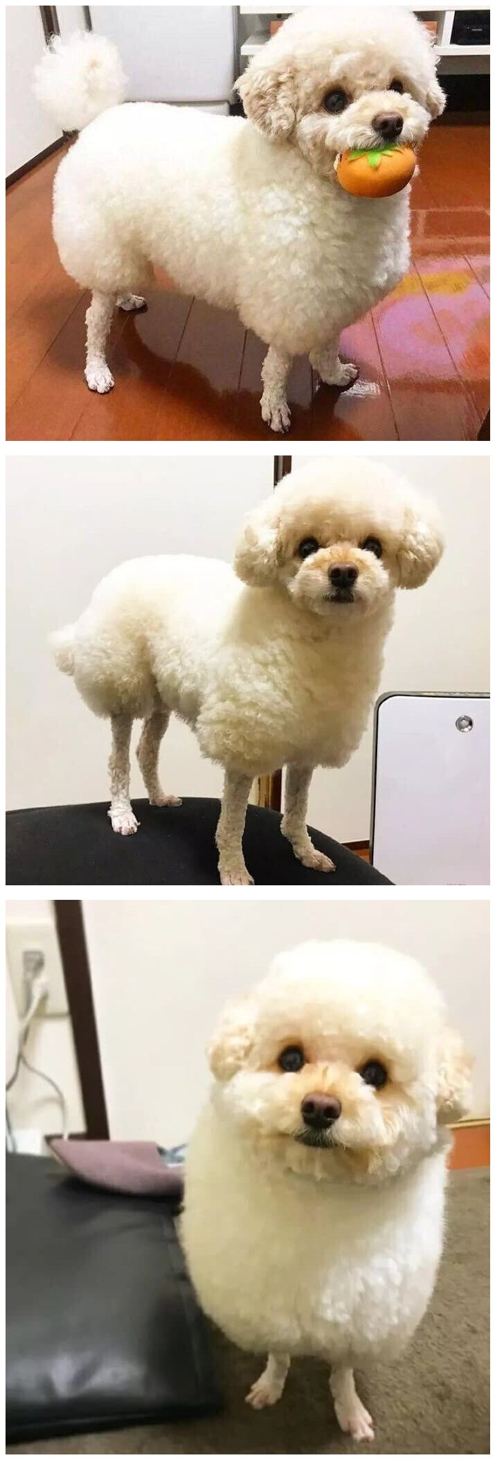 양이 되어버린 푸들.jpg_2.jpg