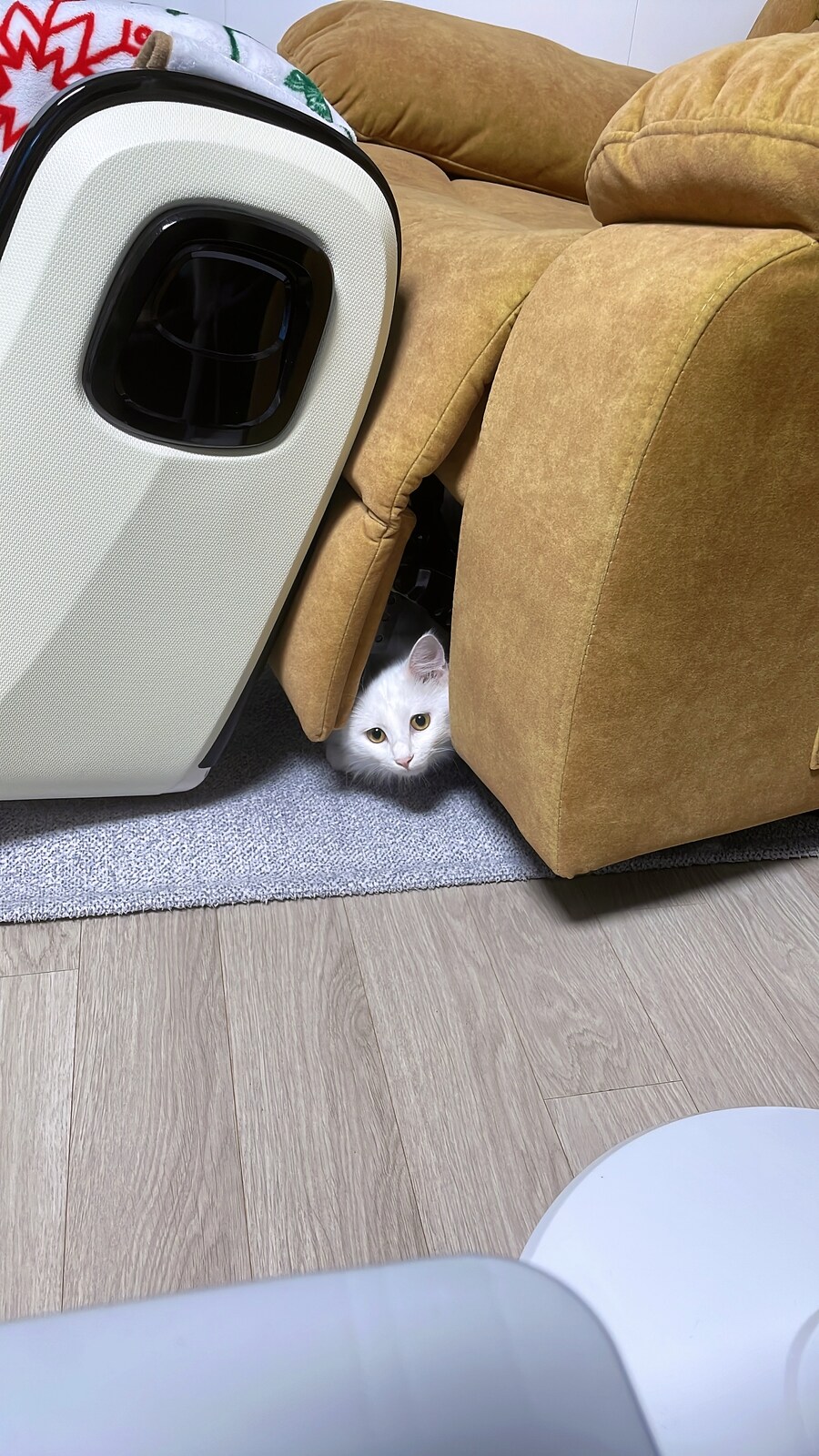 대형사고 친 고양이 루이_5.jpg