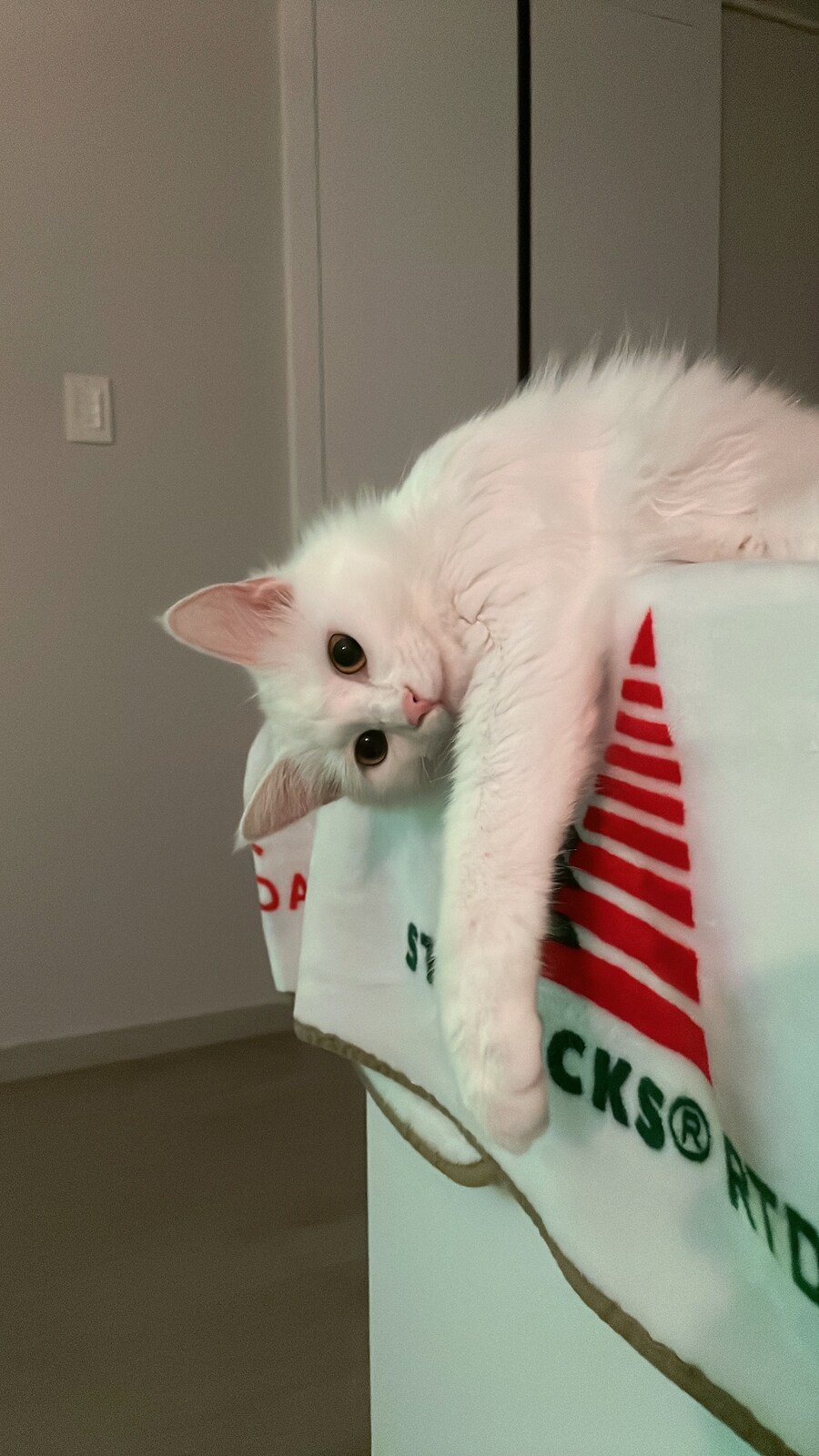 대형사고 친 고양이 루이_7.jpg