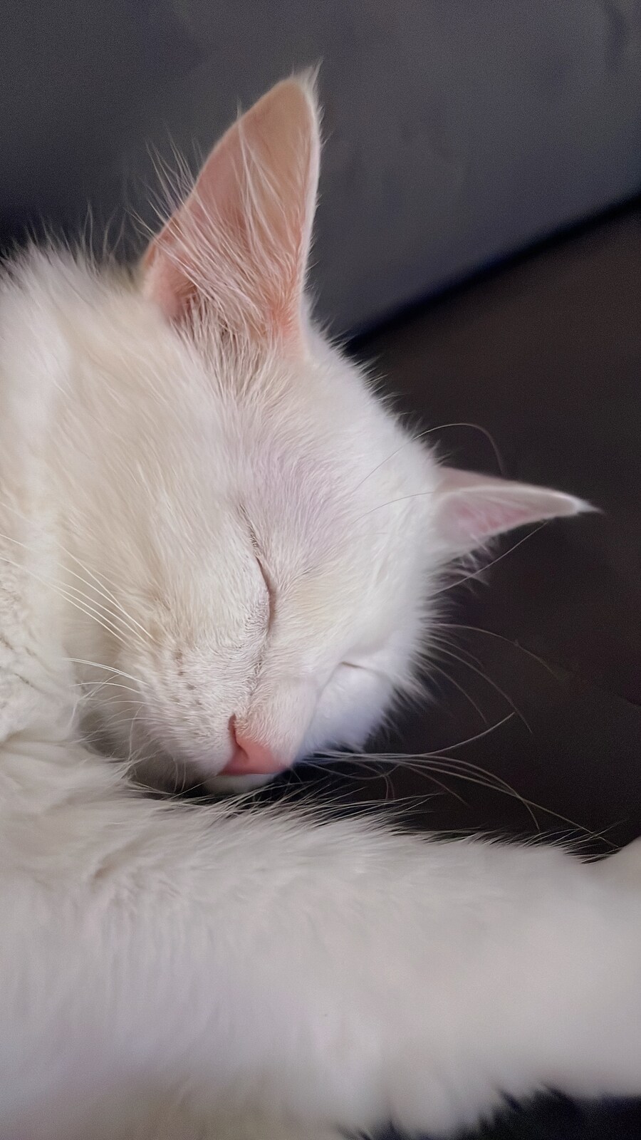 대형사고 친 고양이 루이_14.jpg