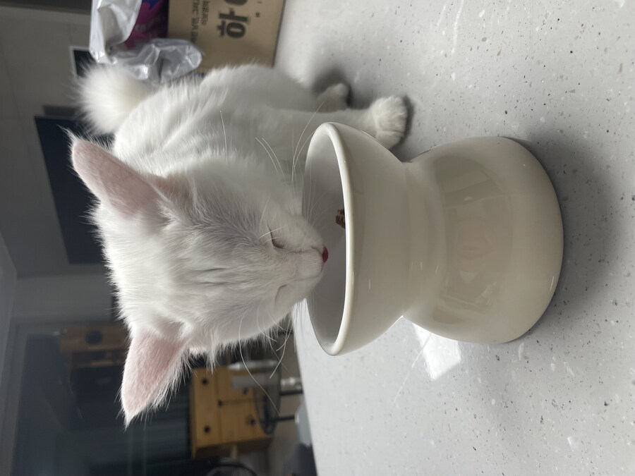 대형사고 친 고양이 루이_18.jpg