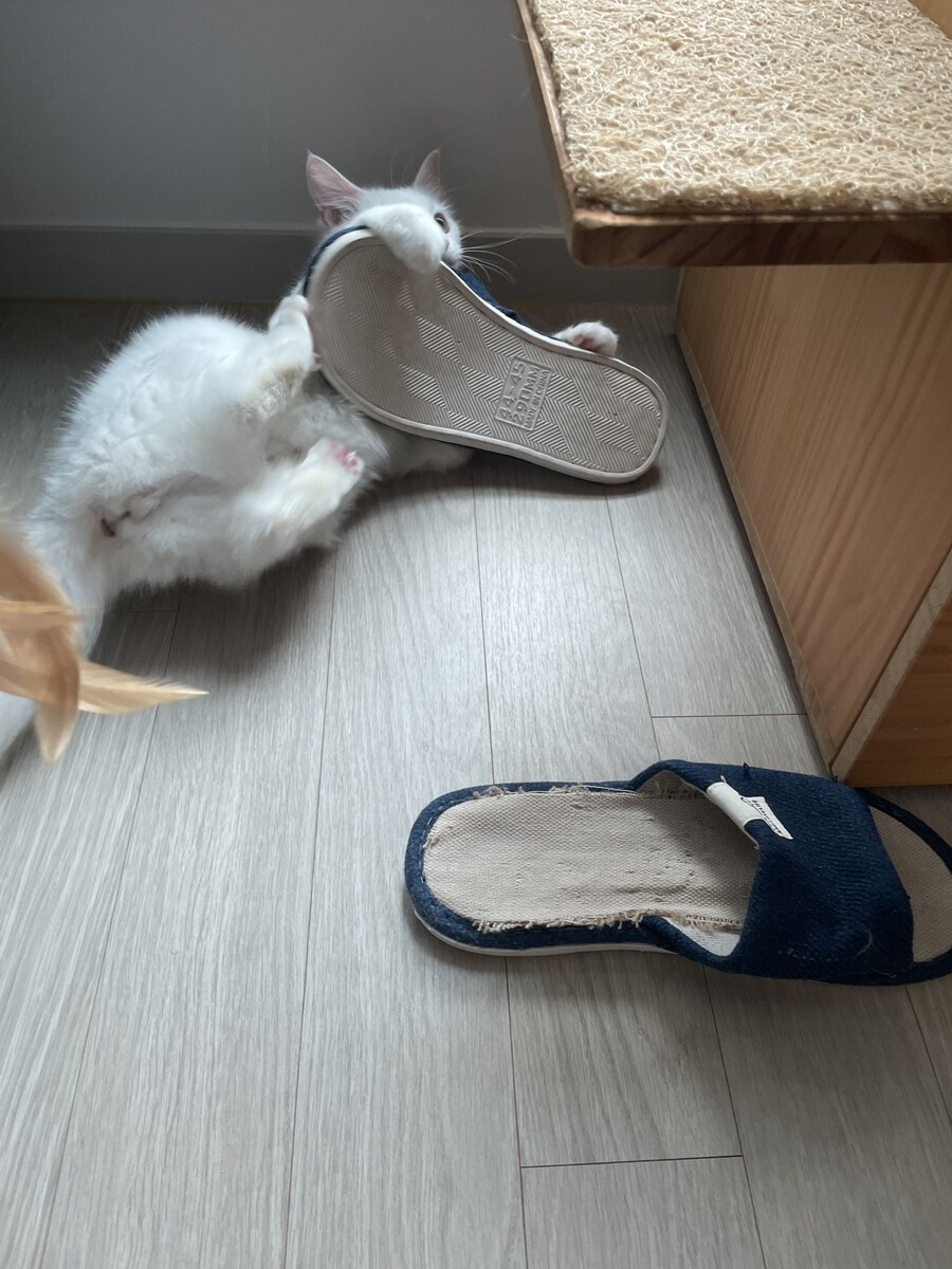 대형사고 친 고양이 루이_19.jpg