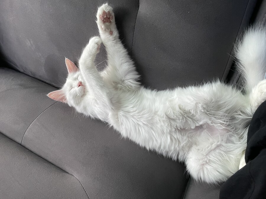 대형사고 친 고양이 루이_20.jpg