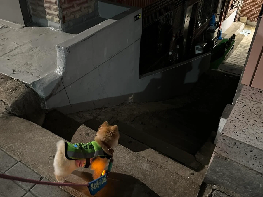 성동구 반려견 순찰대 '호두'근황.jpg_3.webp