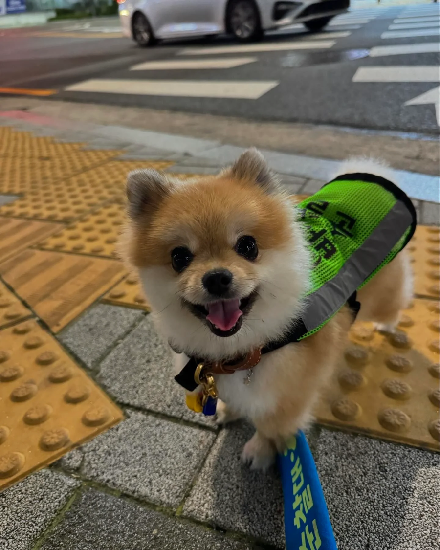 성동구 반려견 순찰대 '호두'근황.jpg_4.webp