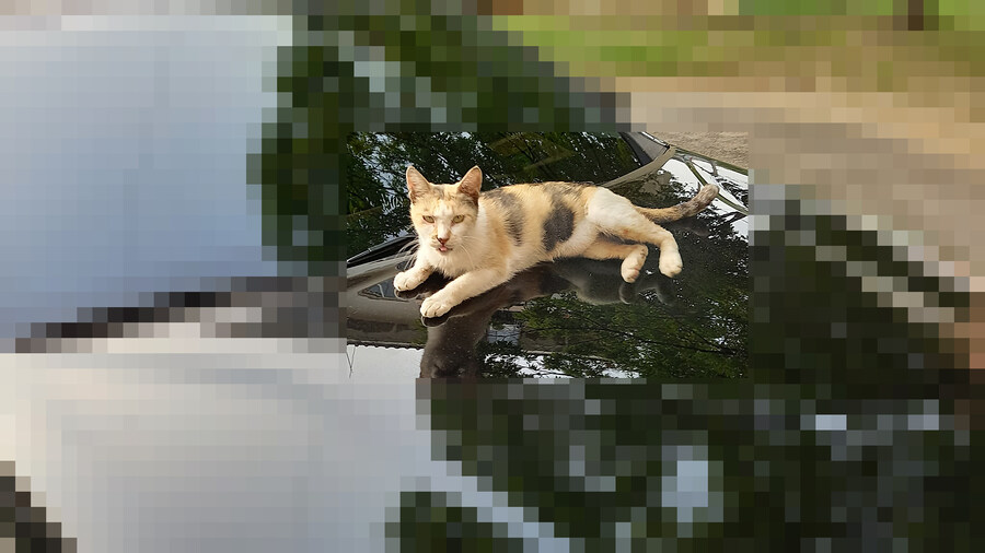 베스트 400만원 고양이 스크래처의 대항마! 침대 겸 스크래처_4.jpg