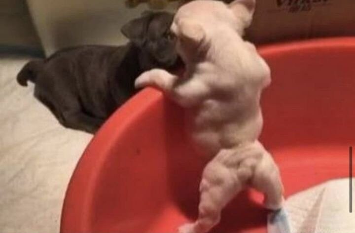 단백질 보충제에 중독되어버린 치와와_3.jpg