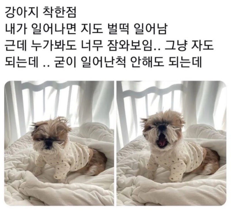 댕댕이의 착한점_1.jpg