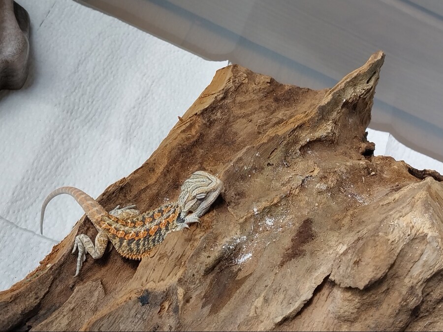 파충류) 우리집 미니 가시 호떡이_2.jpg