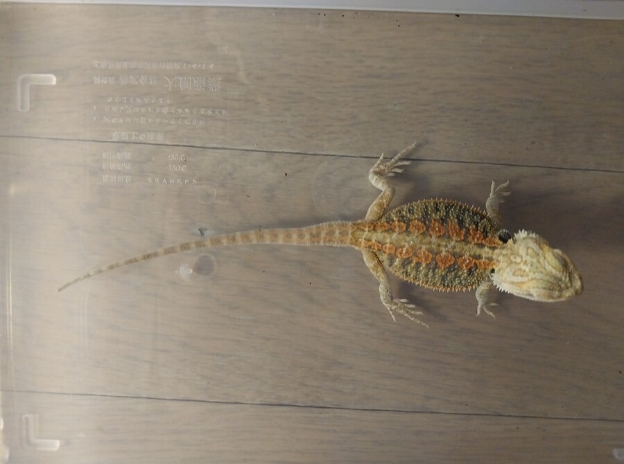 파충류) 우리집 미니 가시 호떡이_5.jpg