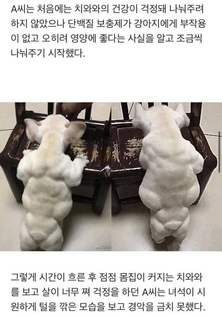 편식이 심했던 댕댕이_2.jpg