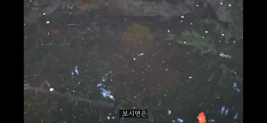 모기 서식지에 미꾸라지 풀면 생기는 일.gif_6.jpg
