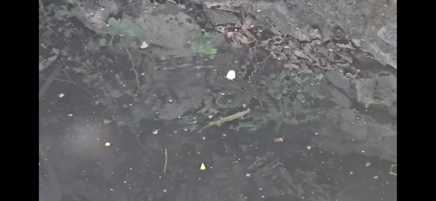 모기 서식지에 미꾸라지 풀면 생기는 일.gif_19.jpg