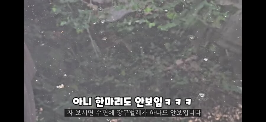 모기 서식지에 미꾸라지 풀면 생기는 일.gif_21.jpg