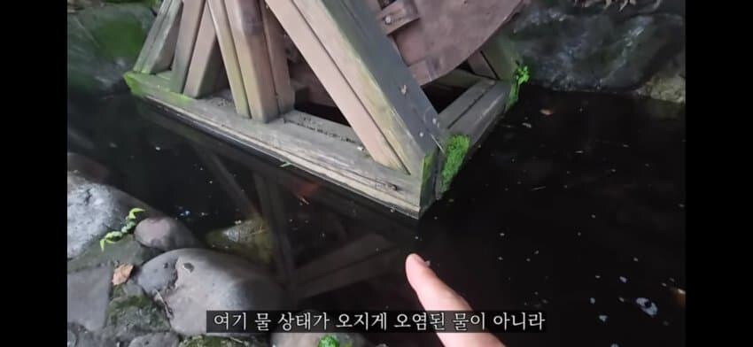 모기 서식지에 미꾸라지 풀면 생기는 일.gif_1.jpg