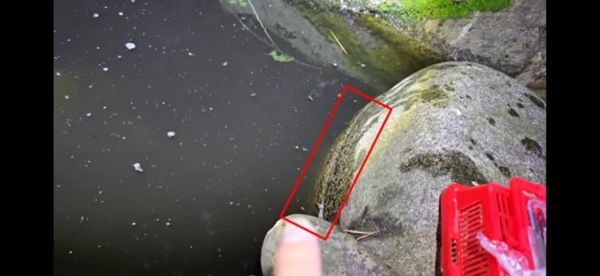 모기 서식지에 미꾸라지 풀면 생기는 일.gif_3.jpg