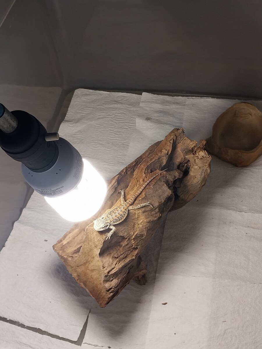 파충류) 大자로 뻗은 우리집 도마뱀_1.jpg