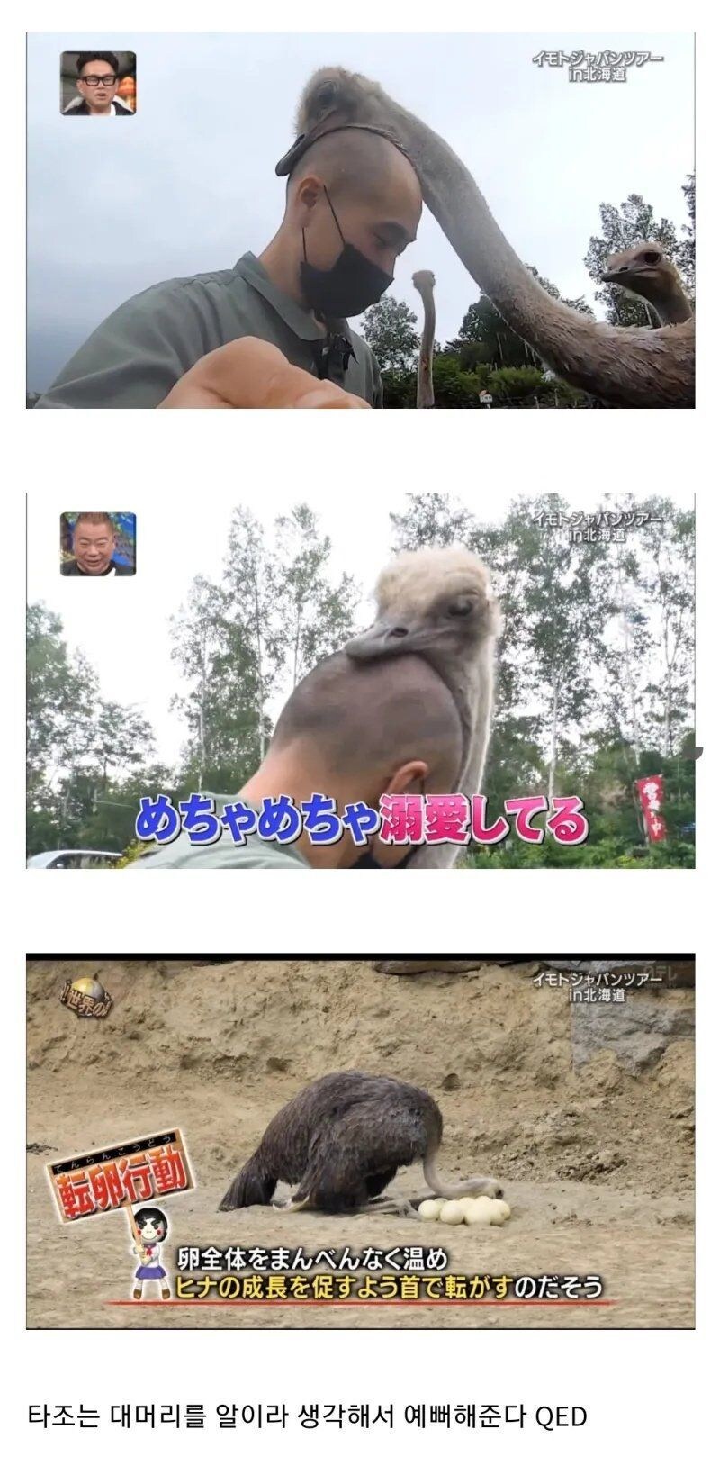 대머리를 본 타조_1.jpg