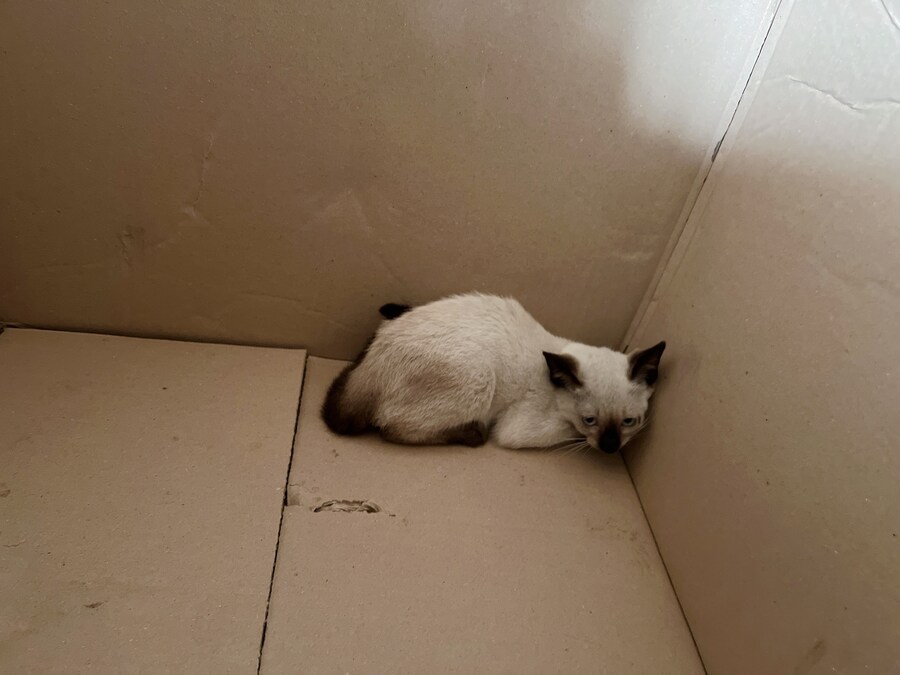 회사에 잠입한 고양이 새끼 한마리와의 일주일_4.jpg