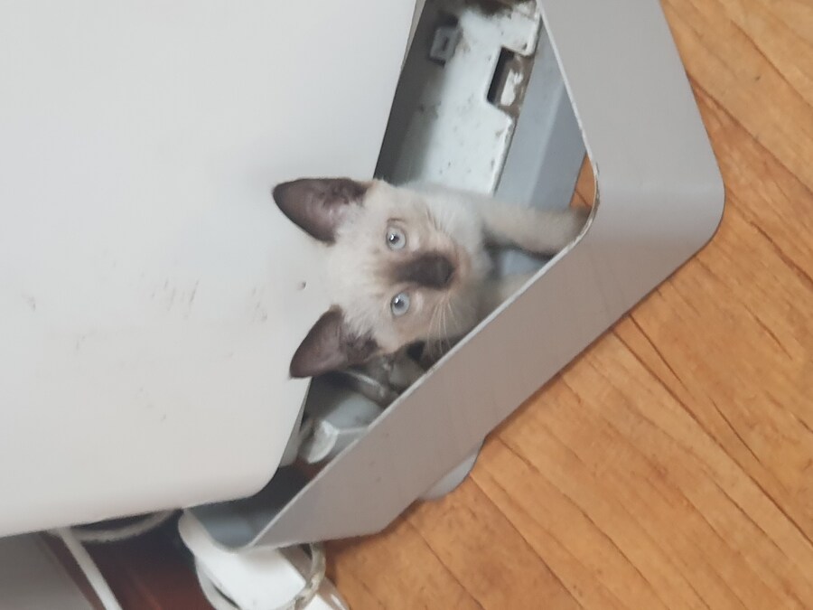 회사에 잠입한 고양이 새끼 한마리와의 일주일_5.jpg