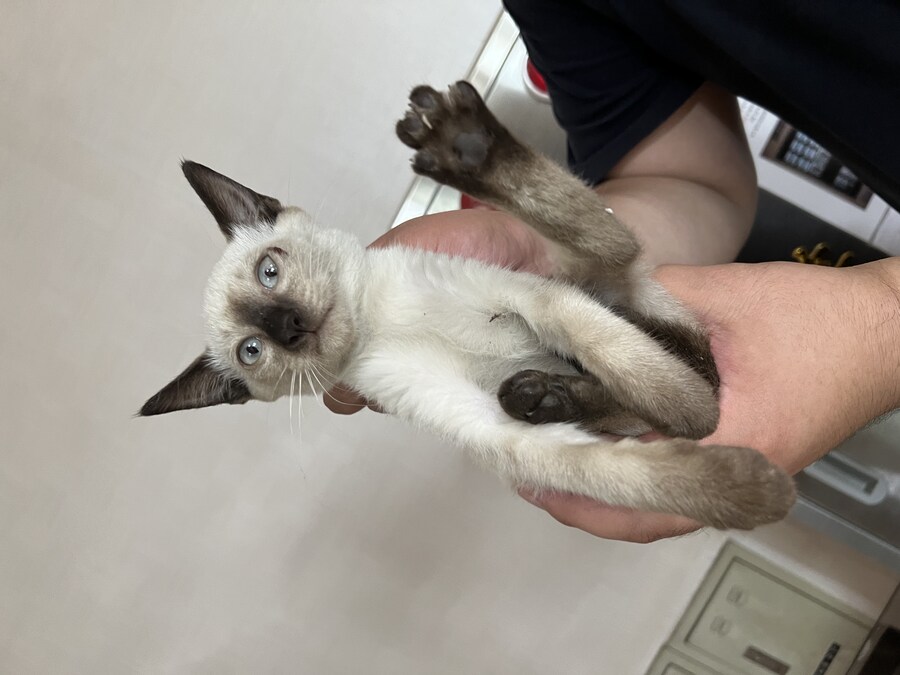 회사에 잠입한 고양이 새끼 한마리와의 일주일_6.jpg