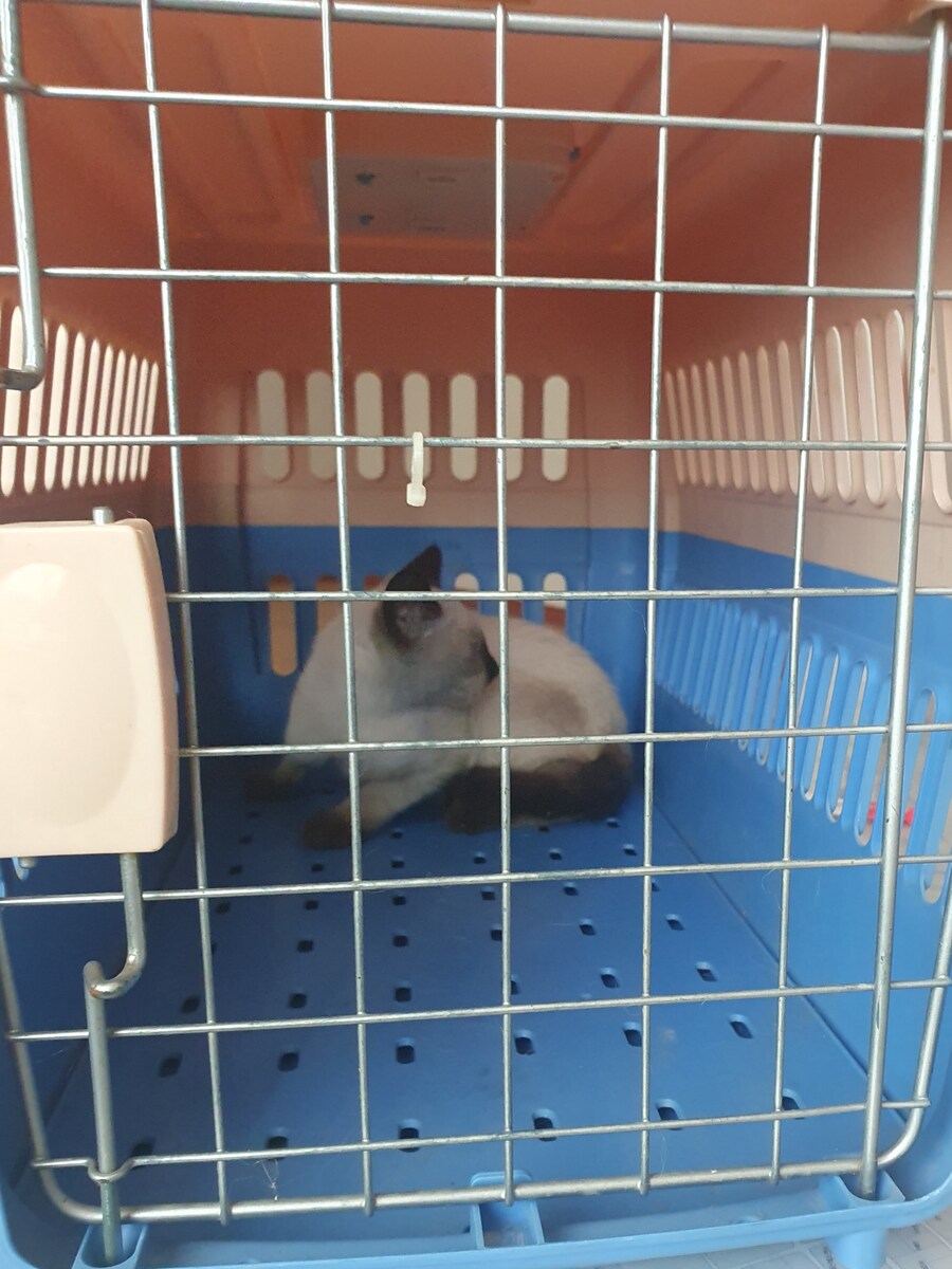 회사에 잠입한 고양이 새끼 한마리와의 일주일_9.jpg