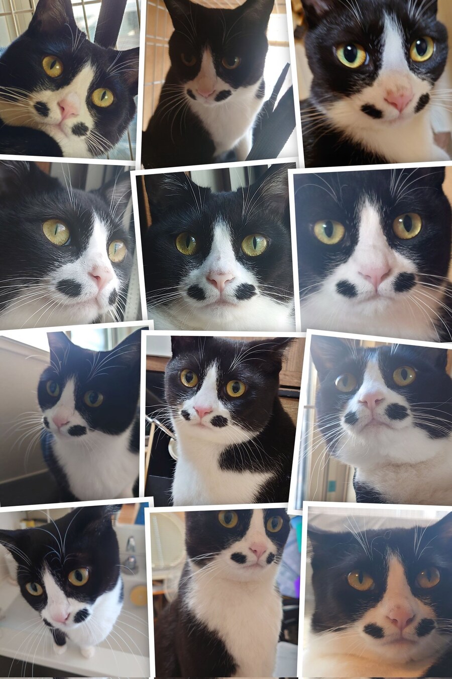 오늘의 바둑이.jpg_1.jpg