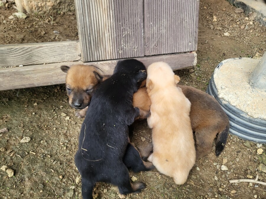 시골집 댕댕이, 근데 많이 어림_9.jpg