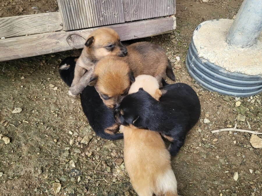 시골집 댕댕이, 근데 많이 어림_10.jpg