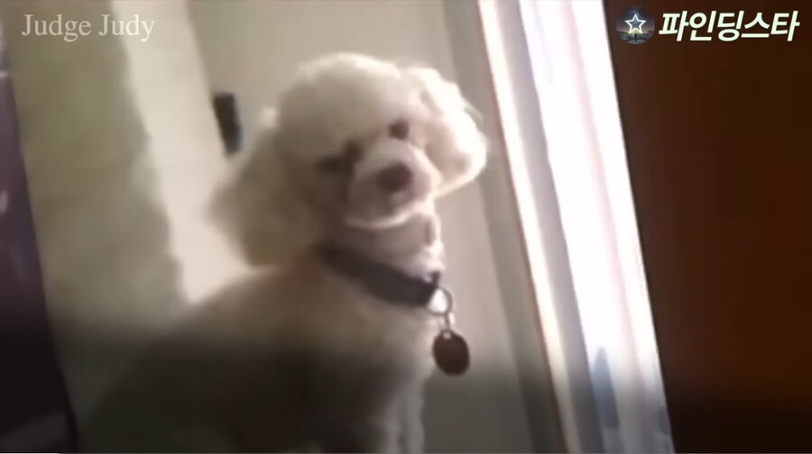 강아지 소유권 분쟁으로 미국 법정 리얼리티쇼에 출연한 사람들.GIF_4.jpg