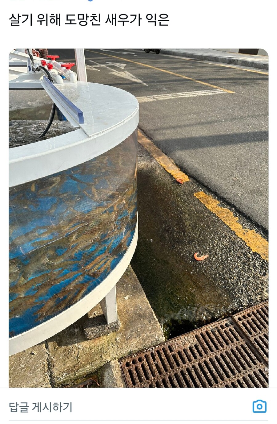 인간한테 잡아먹히기 싫어 살기 위해 도망친 새우의 최후_1.jpg