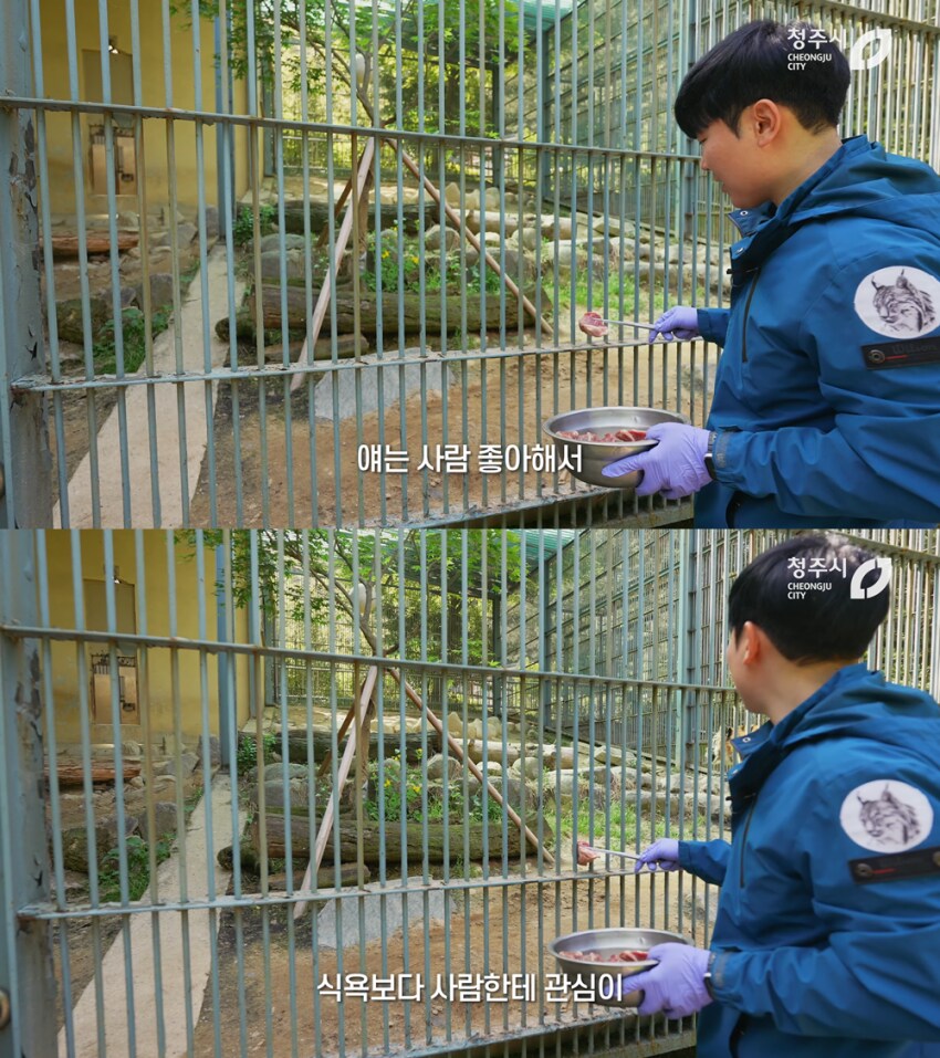 사람을 좋아하는 청주 동물원의 호랑이_7.png
