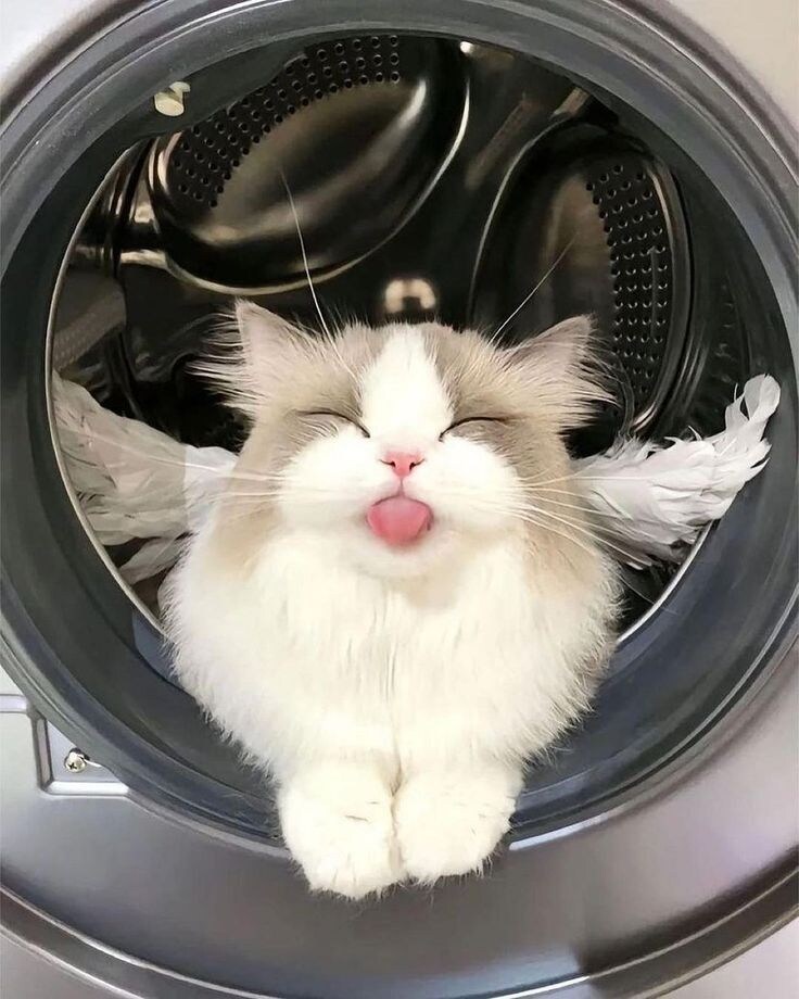 세탁기와 고양이.jpg_2.jpg