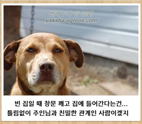 논리적으로 상황을 판단하는 개_1.jpg