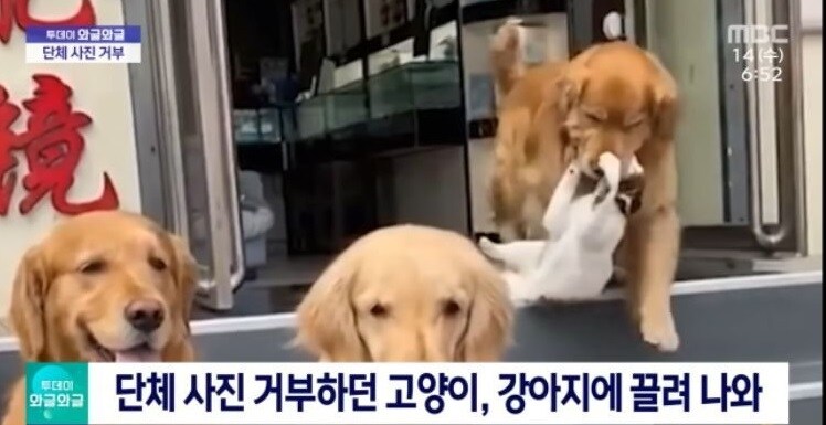 단체사진 거부하던 고양이, 강아지에 끌려나와..._1.jpg